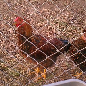 Mr Red and his ladies