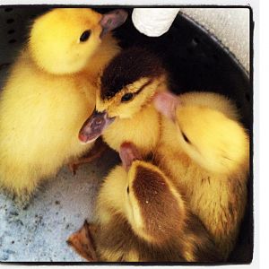 Ducklings coming home