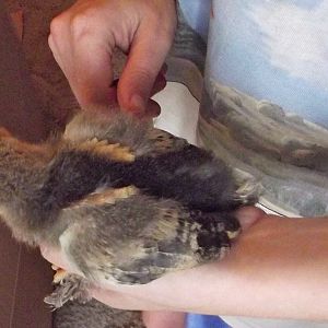 Buff  Brahmas 06 Named:Soft as a Feather
(Left side)