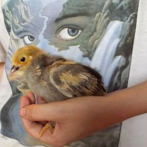 Buff  Brahmas 10 Named:Golden Tone
(Left side)