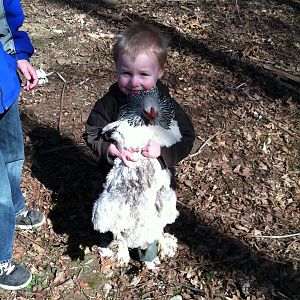 Our light Brahma, Big Mama.