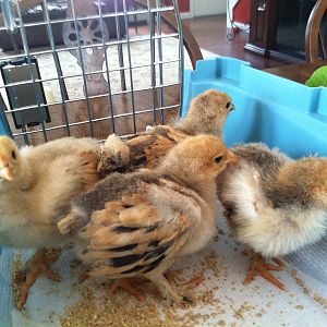 Our buff brahma chicks.