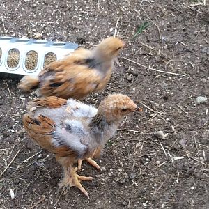 Our rooster, Frodo, in the forefront going through his ugly stage. =D