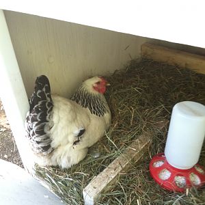 Winey, our wyandotte, working hard.