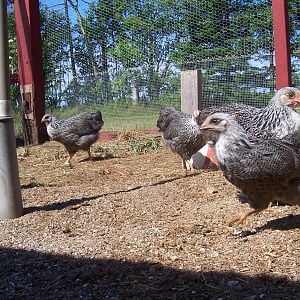 sppr pullets 2012