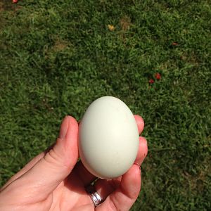 1st EE egg  =))
7/22/12