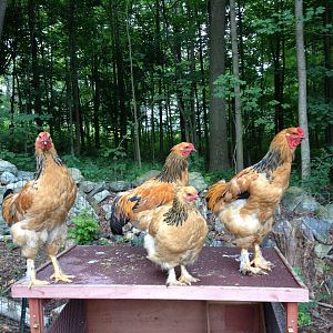 Silly Roosters n my sunny girl <3