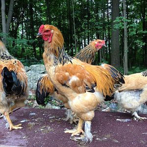 My beautiful Frodo.  Just about 3/4 months old now.