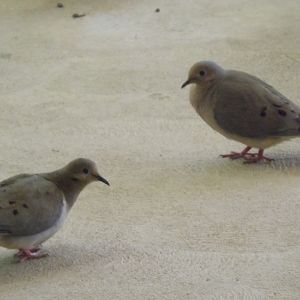 doves on my porch