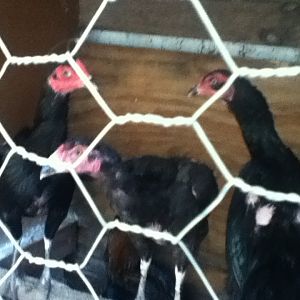 My 3 Ga Don Hens
The one in the middle is Black x Blue Ga Don other 2 hens are black Ga Don