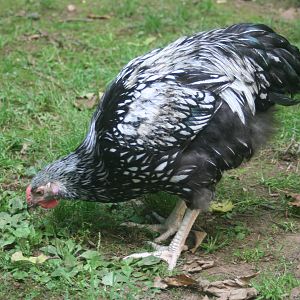 "Oh, Henry!"
Silver Laced Wyandotte
hatched on Feb. 3, 2012, 
found a new home on August 25, 2012 in Harwinton, CT