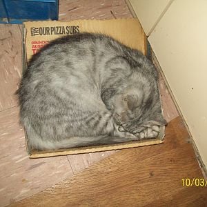 Randomly my cat called Puss trying really hard to sleep on a pizza box. lol