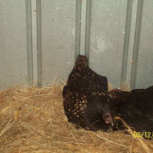 Two of my mix breed chooks , the one on the right is called Moonface and the one on the left is called Ember.