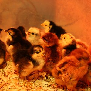 Bantam Cochin Chicks (hatched between 7/16/12 and 7/18/12
