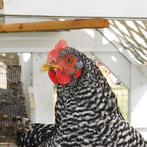 This is Mimi, our Barred Rock.  We think she is beautiful.  From the day we brought her home as a chick, she's always been a little "slow" compared to the other three.  She's the last one in the run, the last one in the coop, the last one to roost, but she does hold her spot at the feed tray quite well.  Mimi doesn't mind being held, and she's the first one to try something new out of the garden.