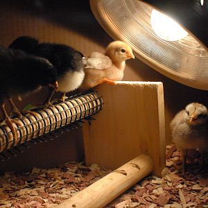 Here is the flock when they were chicks back in April of 2012.  We kept them in a box in the living room for the first few weeks.  From right to left: Mimi (Barred Rock), Zoe (Australorp and already anti-social), Goldie (Gold Star and literally in the spotlight), and Kana (Americana)