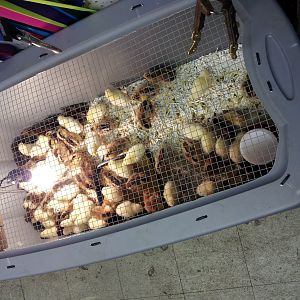 Chicks at Kaneohe Farm