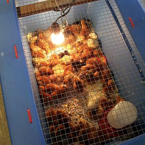 Chicks at Kaneohe Farm