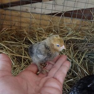 the d'uccle chick hatched by my broody hen