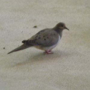 This is the dove that i'm trying to catch