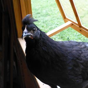 My wierdo cross between a black austrolorp roo and a golden laced polish hen... :P