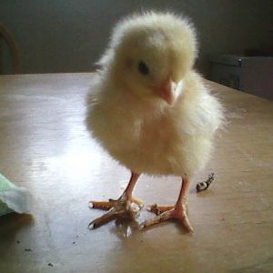 Golden Buff 7 days old. No name yet