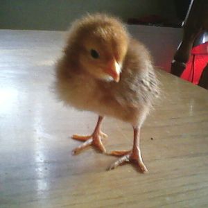 Rhode Island Red 7 days old. No name yet