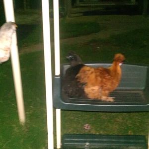 This is how my chickens roll! I forgot to open their pen back up one night & they took over the kid's swingset!