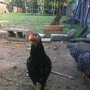 This is our Ancona hen.