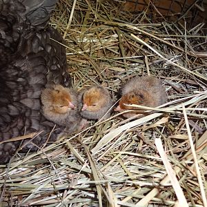 the three chicks from July 28, 2012 
(1 day old)
