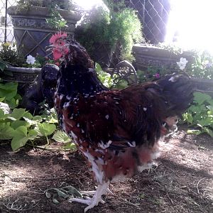 Jubilee Orpington Rooster, Lee