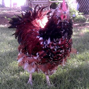 Jubilee Orpington Rooster, Lee