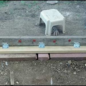 Coon and fox proof. Hardware cloth is buried 18" covered in gravel, then a landscaping brick, then the frame the hardware is attached to, then anchored to the outside board.