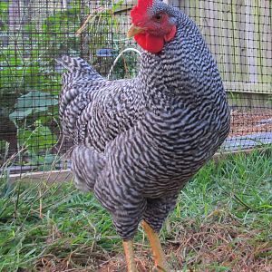 15 Week Old Barred Rock Rooster