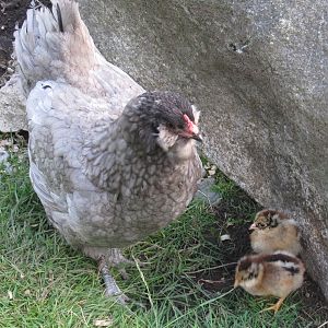 Blueberry and babies