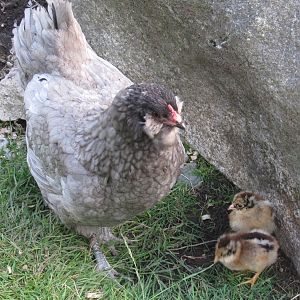 Blueberry the Ameracauna and her Easter Egger chicks