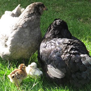 Blueberry & Blackberry the Ameracauna mommies and their Easter Egger chicks