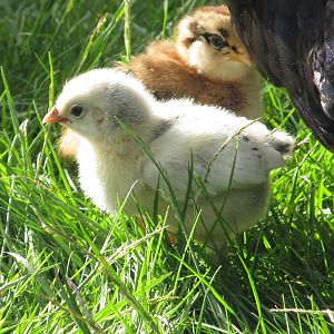 Easter Egger chick and Appenzeller Spitzhauben chick