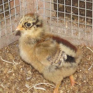 Easter Egger chick