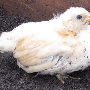 Bantam chick