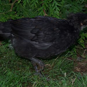 Blue Copper Marans chick