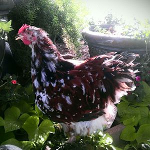 Jubilee Orpington Hen Jubi