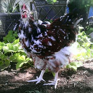 Jubilee Orpington Hen Jubi