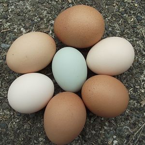 First Legbar egg - the blue one in the middle - July 30, 1012. 20 weeks.