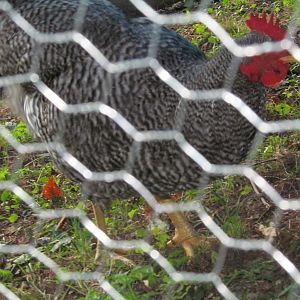 Our rooster Clyve....he is quite stubborn and refuses to go in the coop at night.
