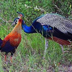 Adult male Ceylon jungle fowl allogroomed an adult male Sri Lankian  peafowl (pavo cristatus singhalensis).
 
Allogrooming is for removal of annoying ticks which are everywhere in Sri Lanka.