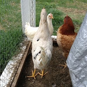 My newest Leghorn additions, with Thelma.