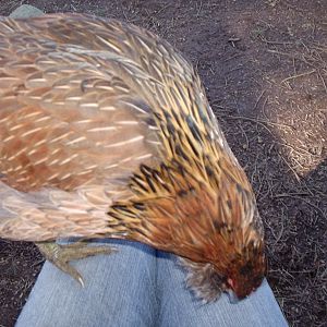 Friendy Easter--Egger paying me a visit.  Beauty Queen.
