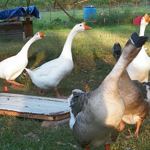 our White Chinese and African geese