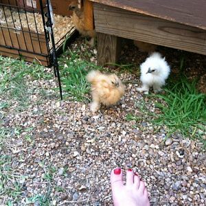 We were excited and immediately began to peck at ants, grass, etc.  We were busy on our first outing!